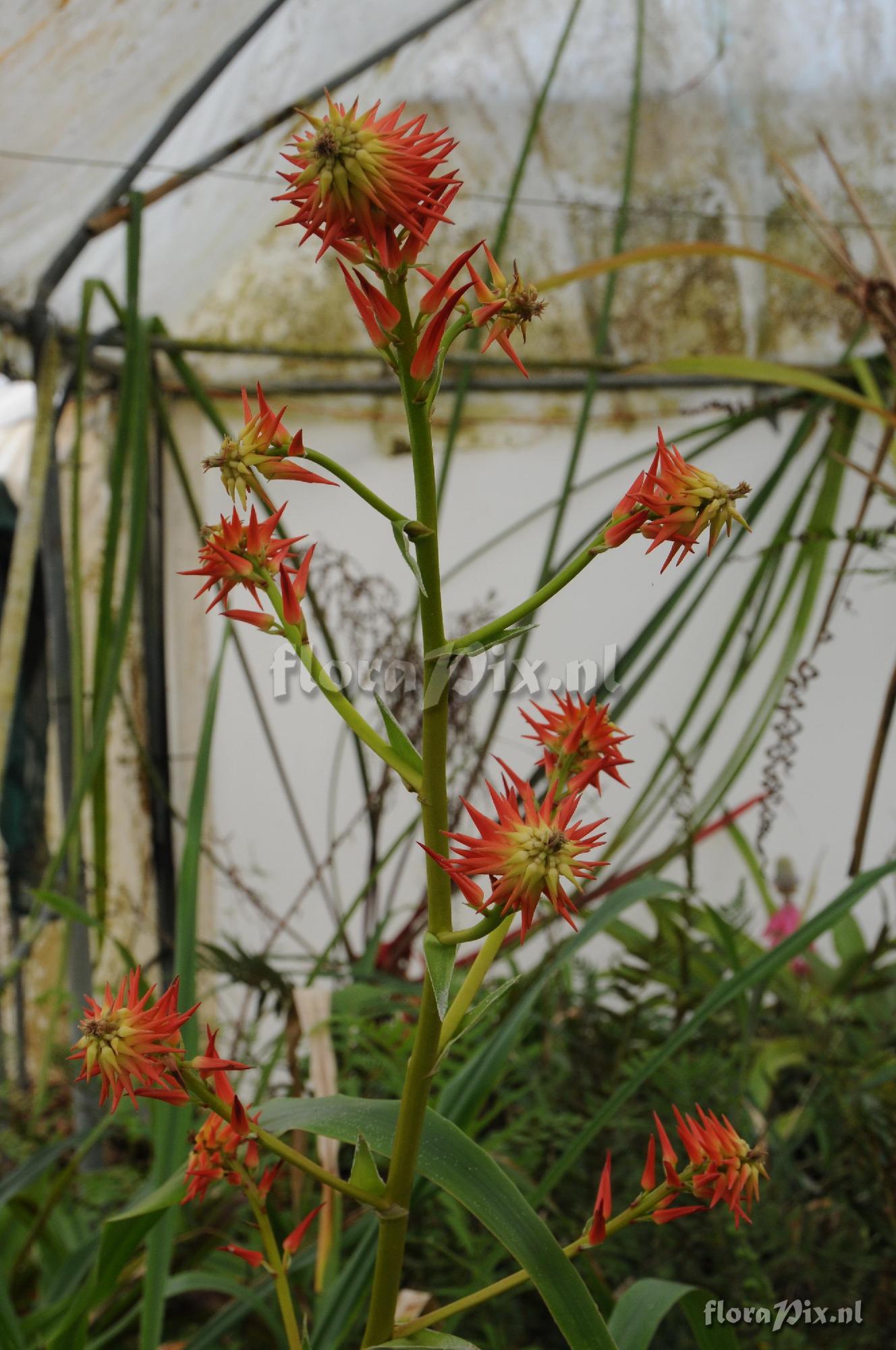 Pitcairnia lehmannii