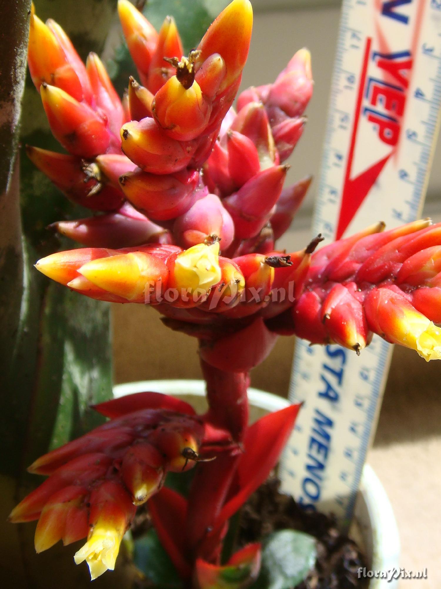 AECHMEA chantini-dwarf