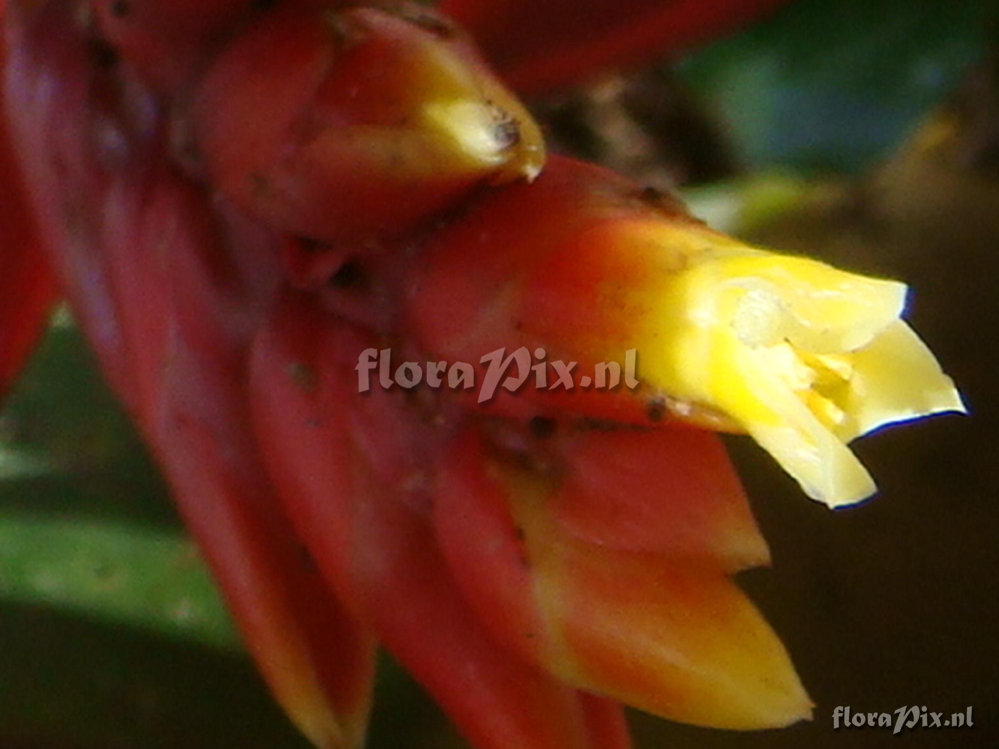 AECHMEA chantini-dwarf