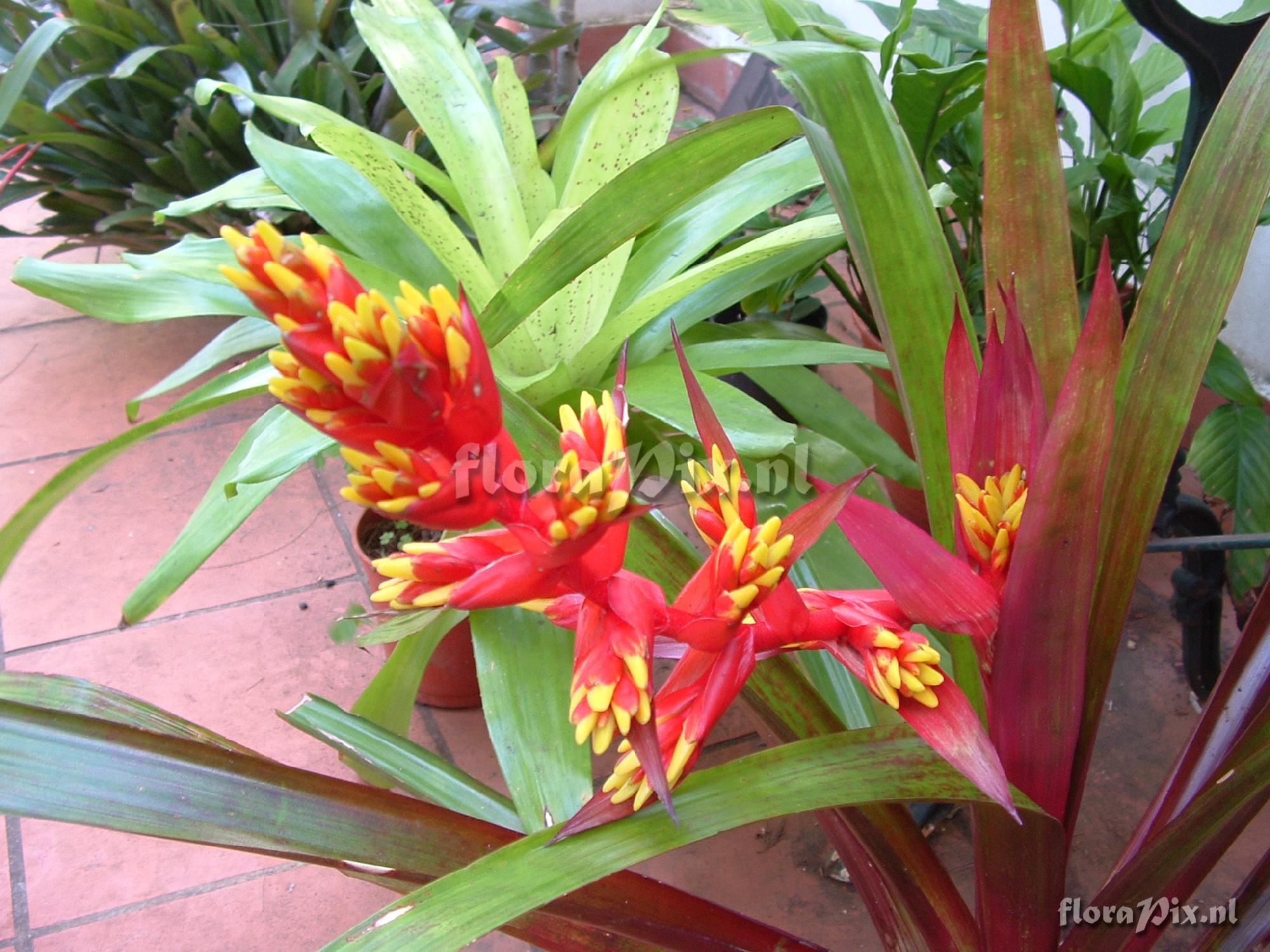 Guzmania 