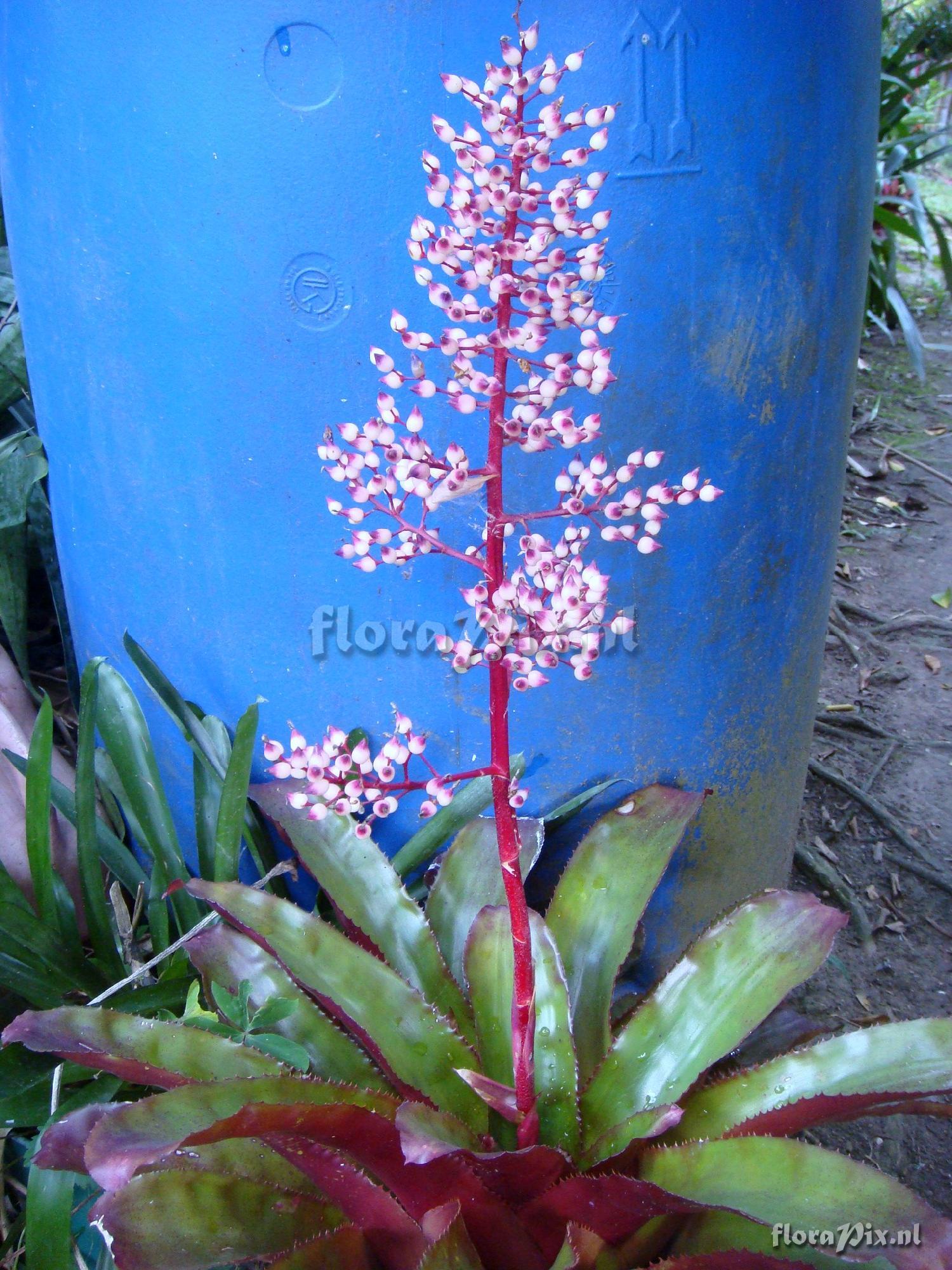 AECHMEA ramosa