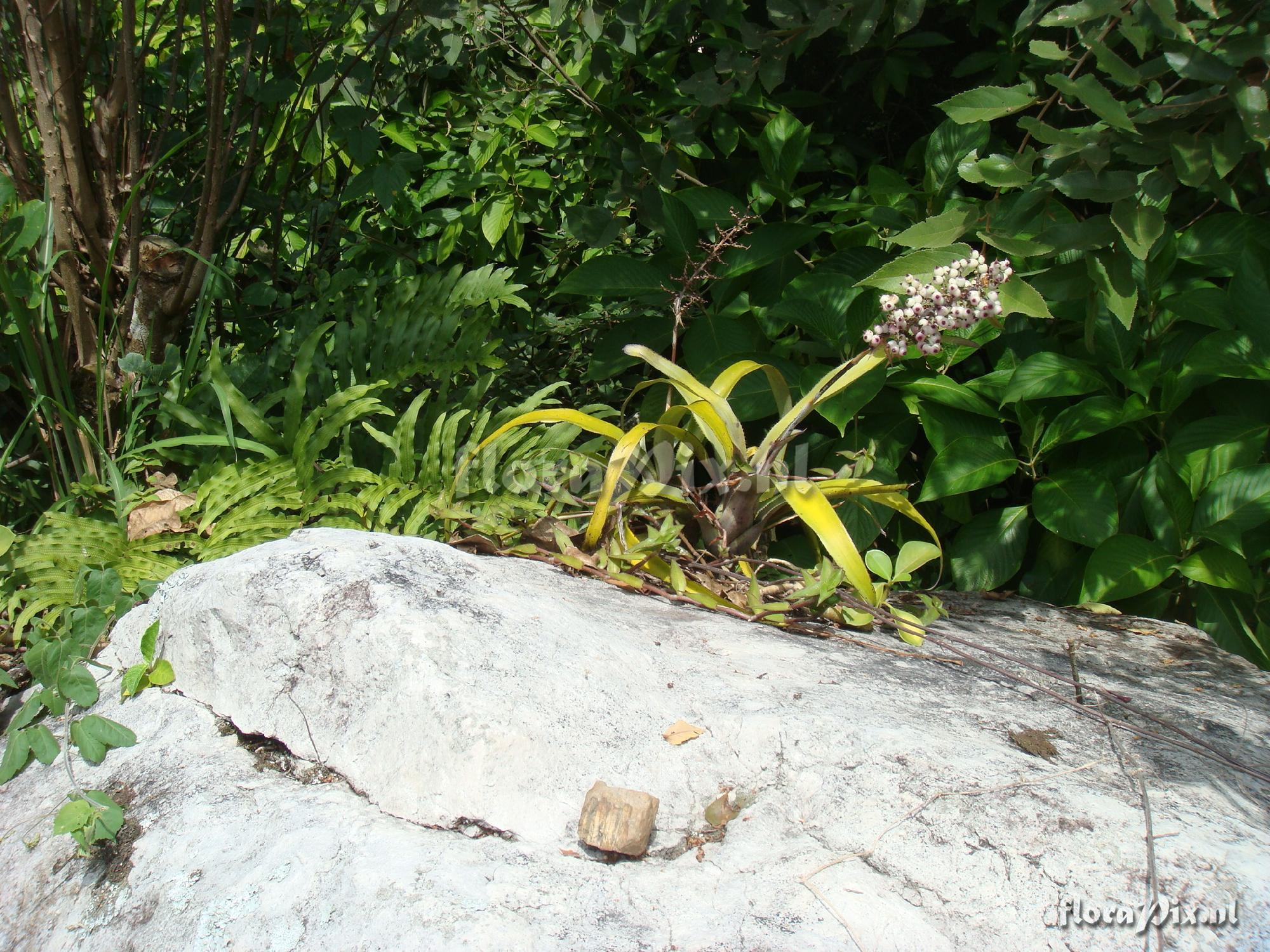 Aechmea angustifolia