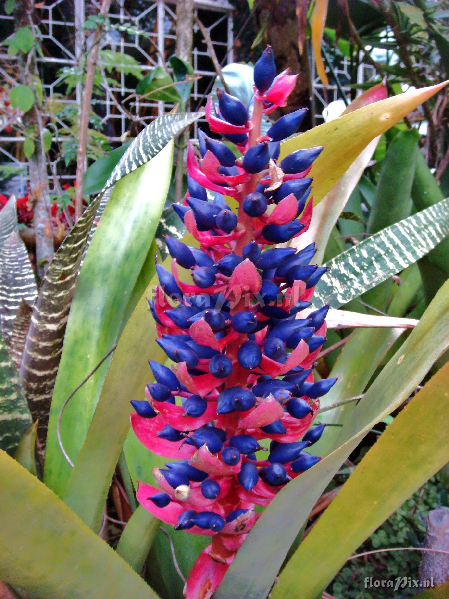 Aechmea woronowii