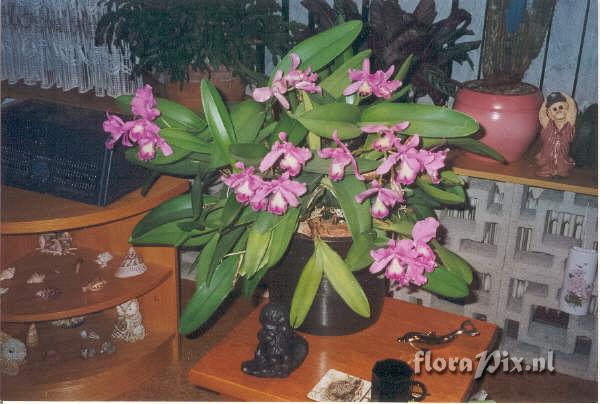 Cattleya loddigesii