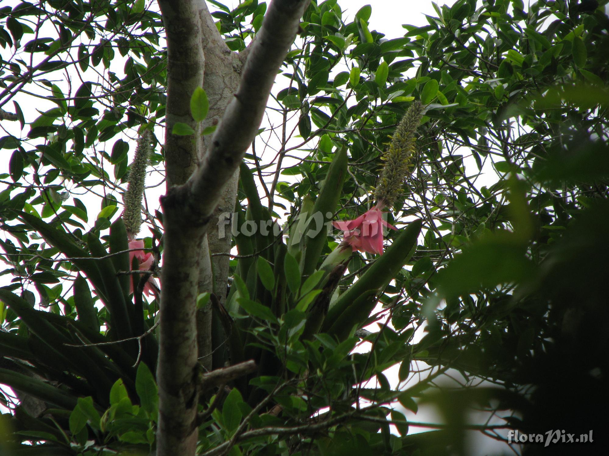 Aechmea longicupsis