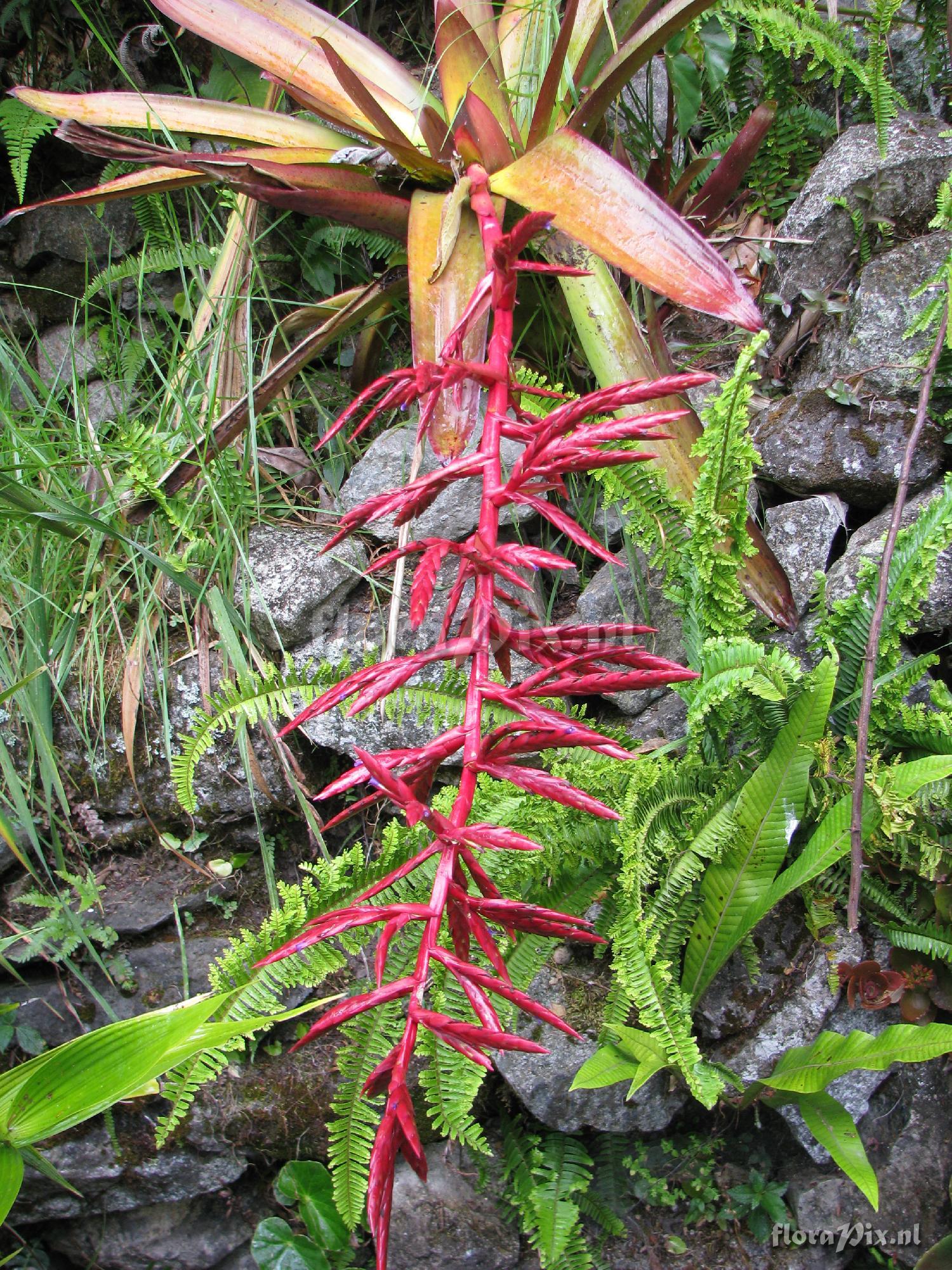 Tillandsia machupicchuensis 