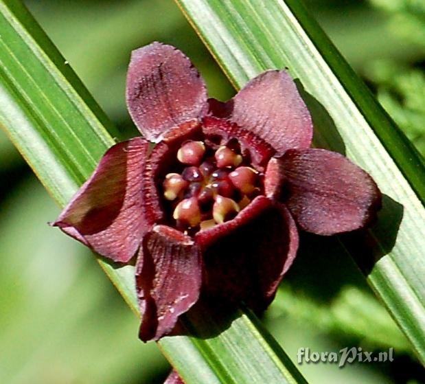 Tacca sp. Bat or Devil Flower