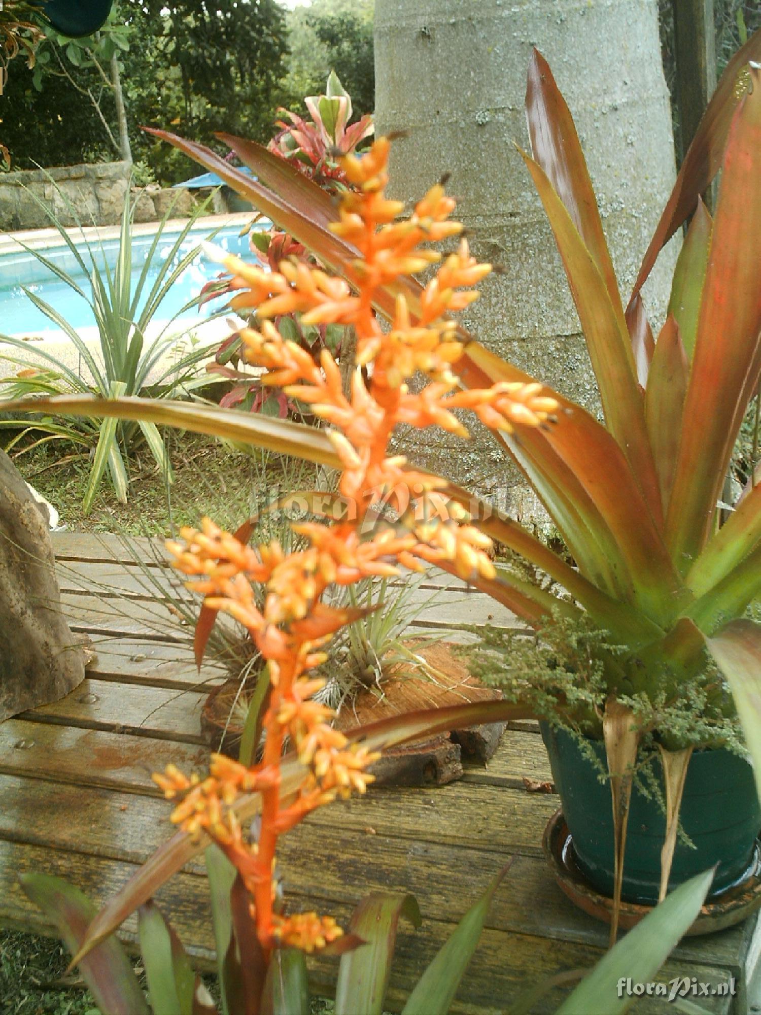 Guzmania cf multiflora