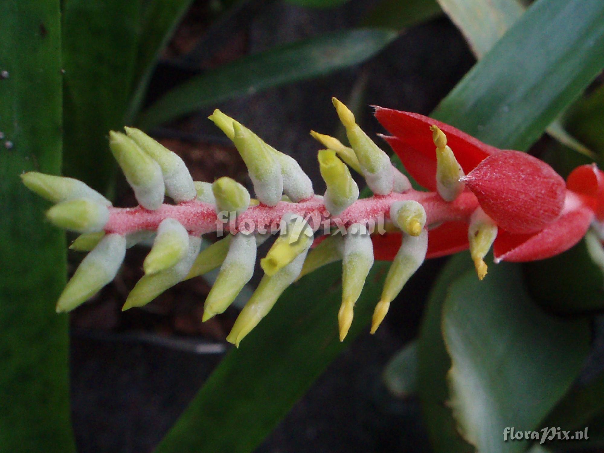 Aechmea nudicaulis var nudicaulis