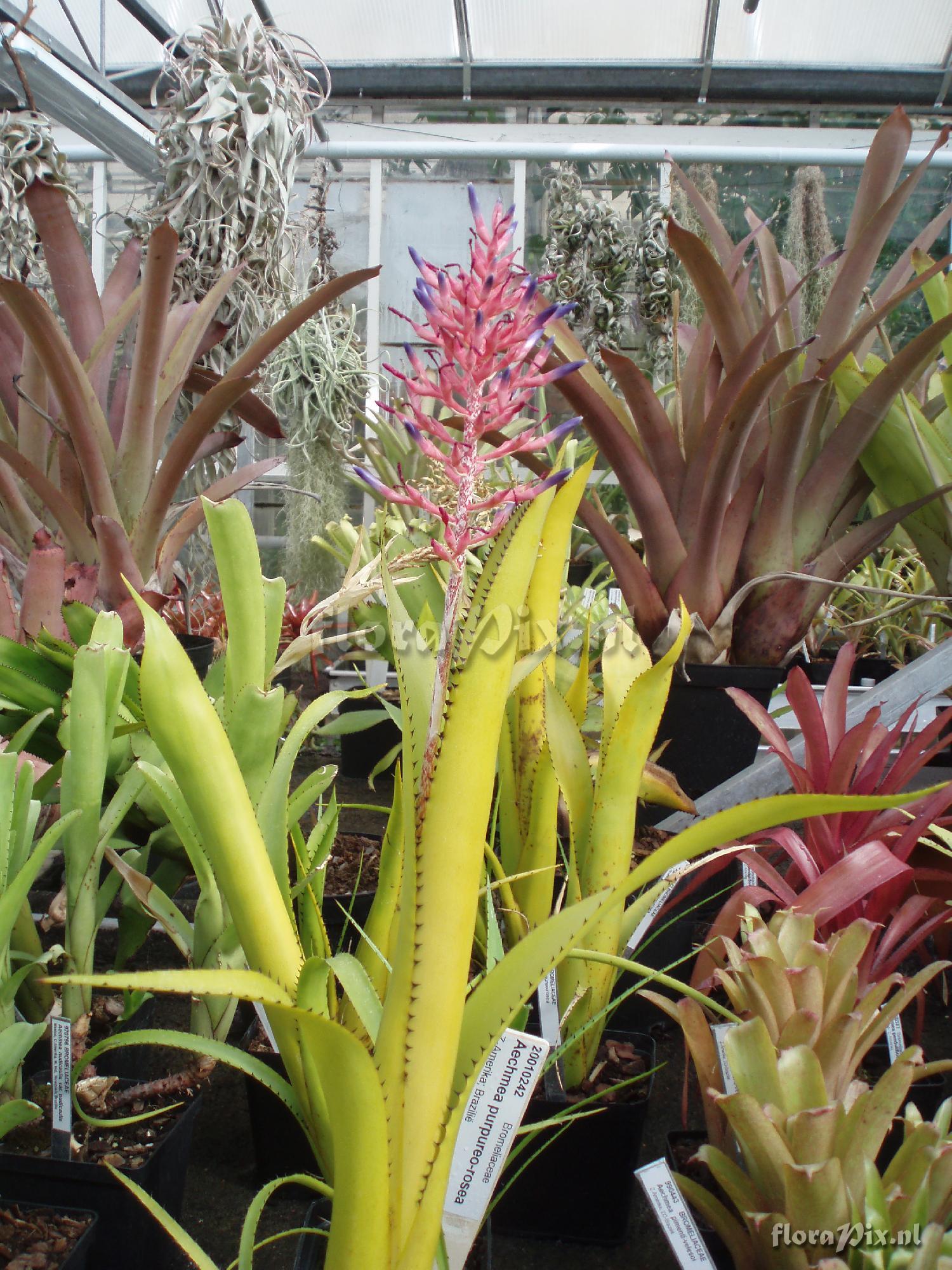 Aechmea purpurerosea 