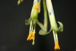 Billbergia nutans variegata