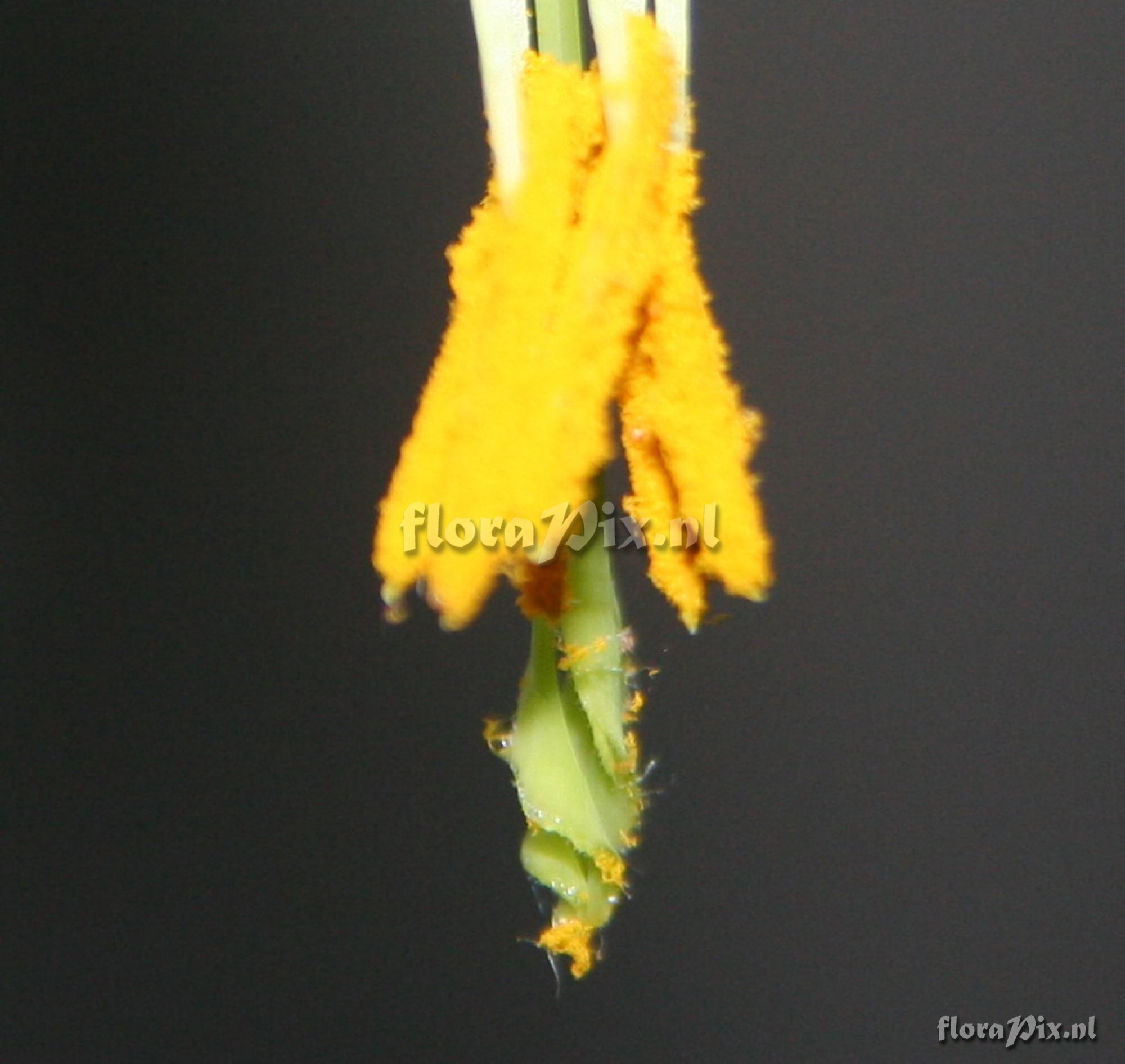 Billbergia nutans variegata