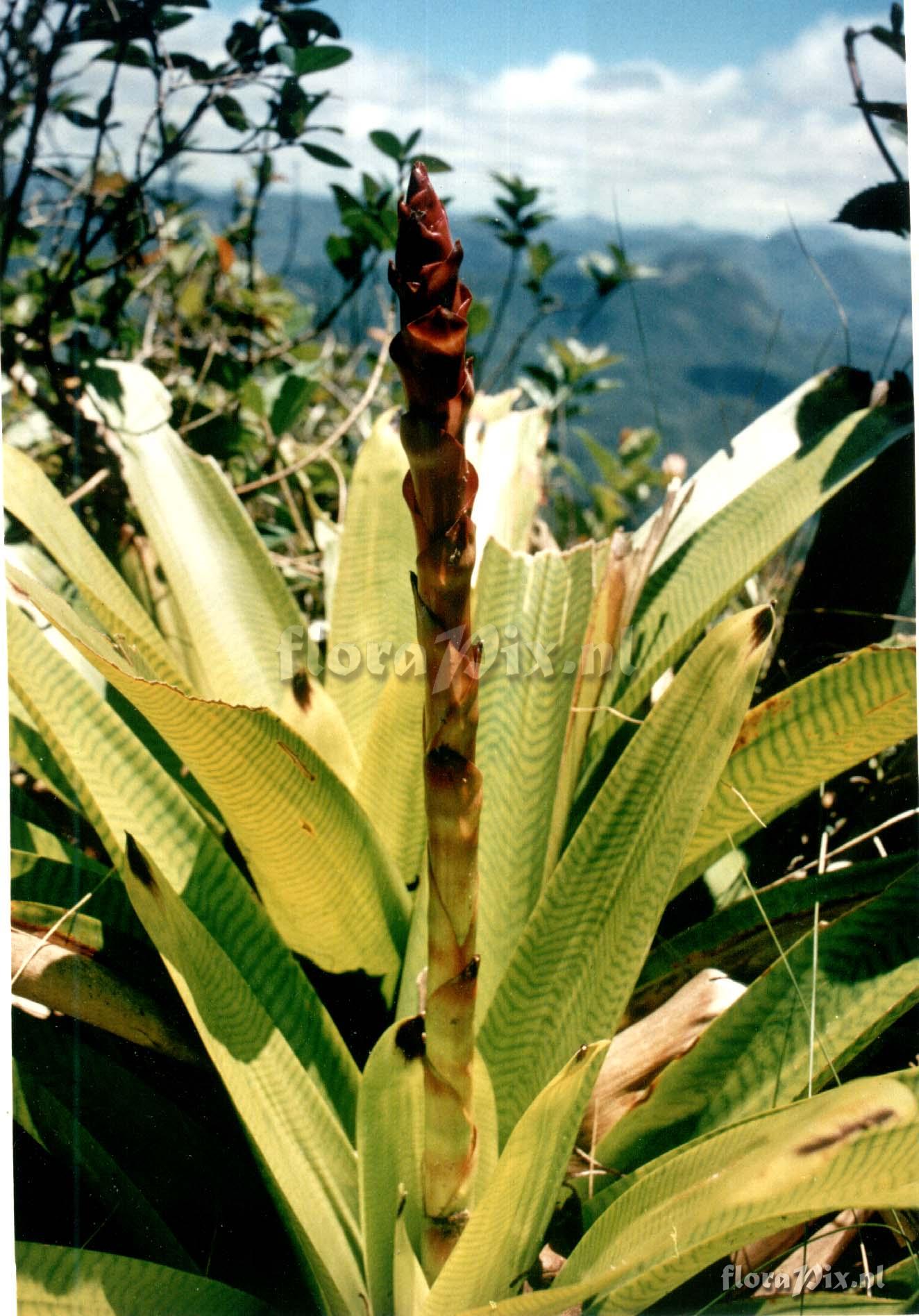 Vriesea cf. hieroglyphica