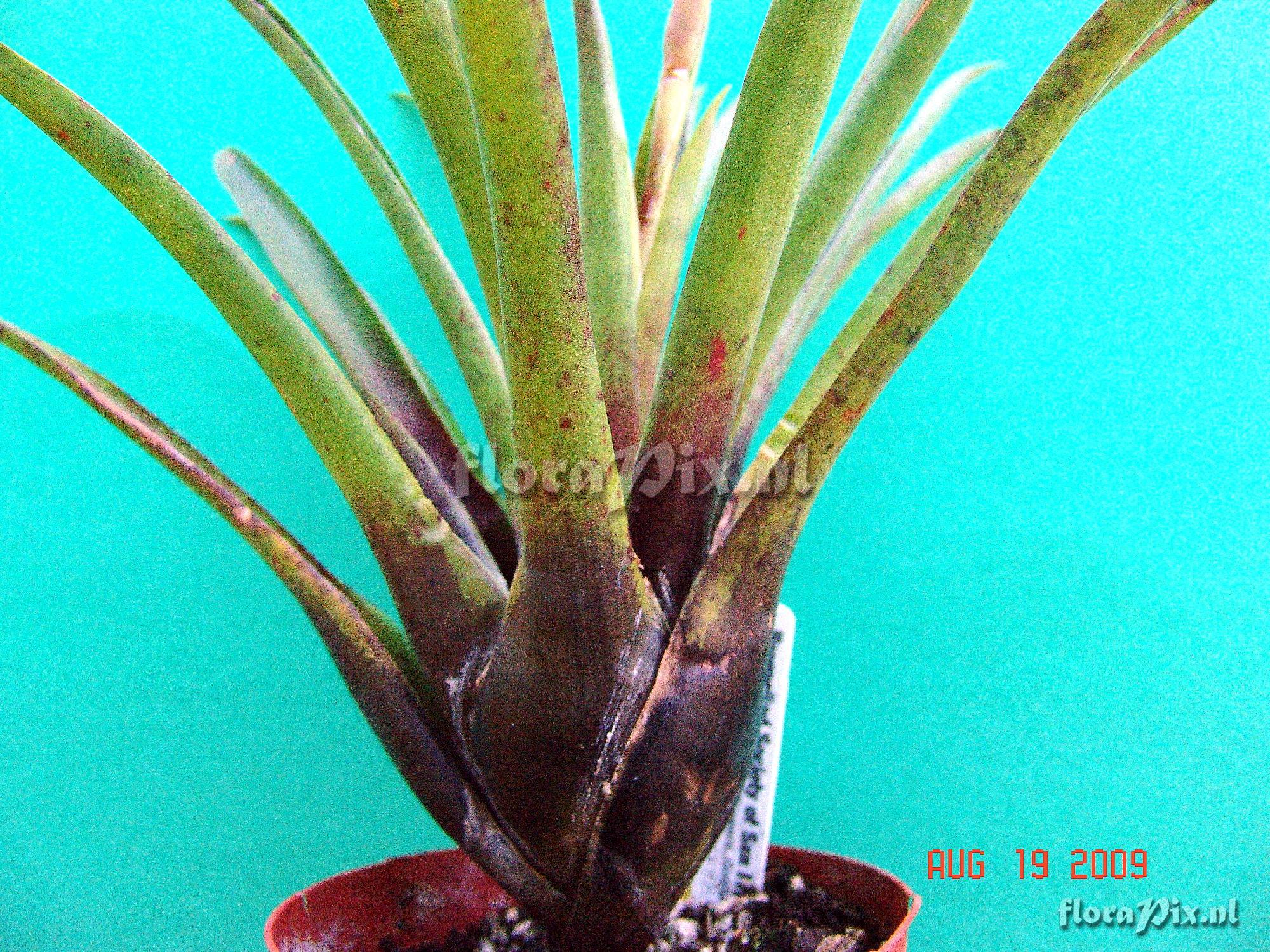 Vriesea hybrid