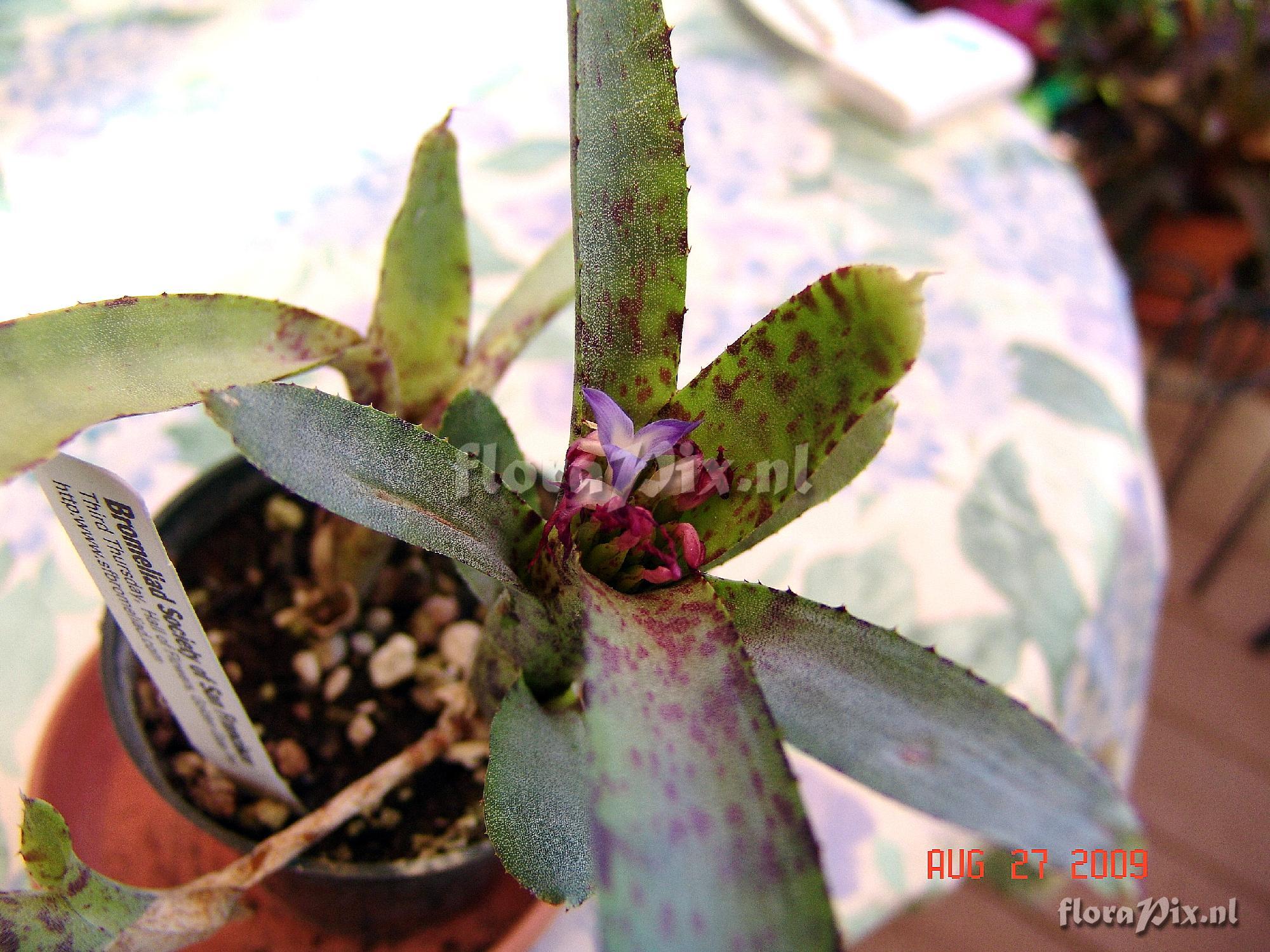 Neoregelia species ?