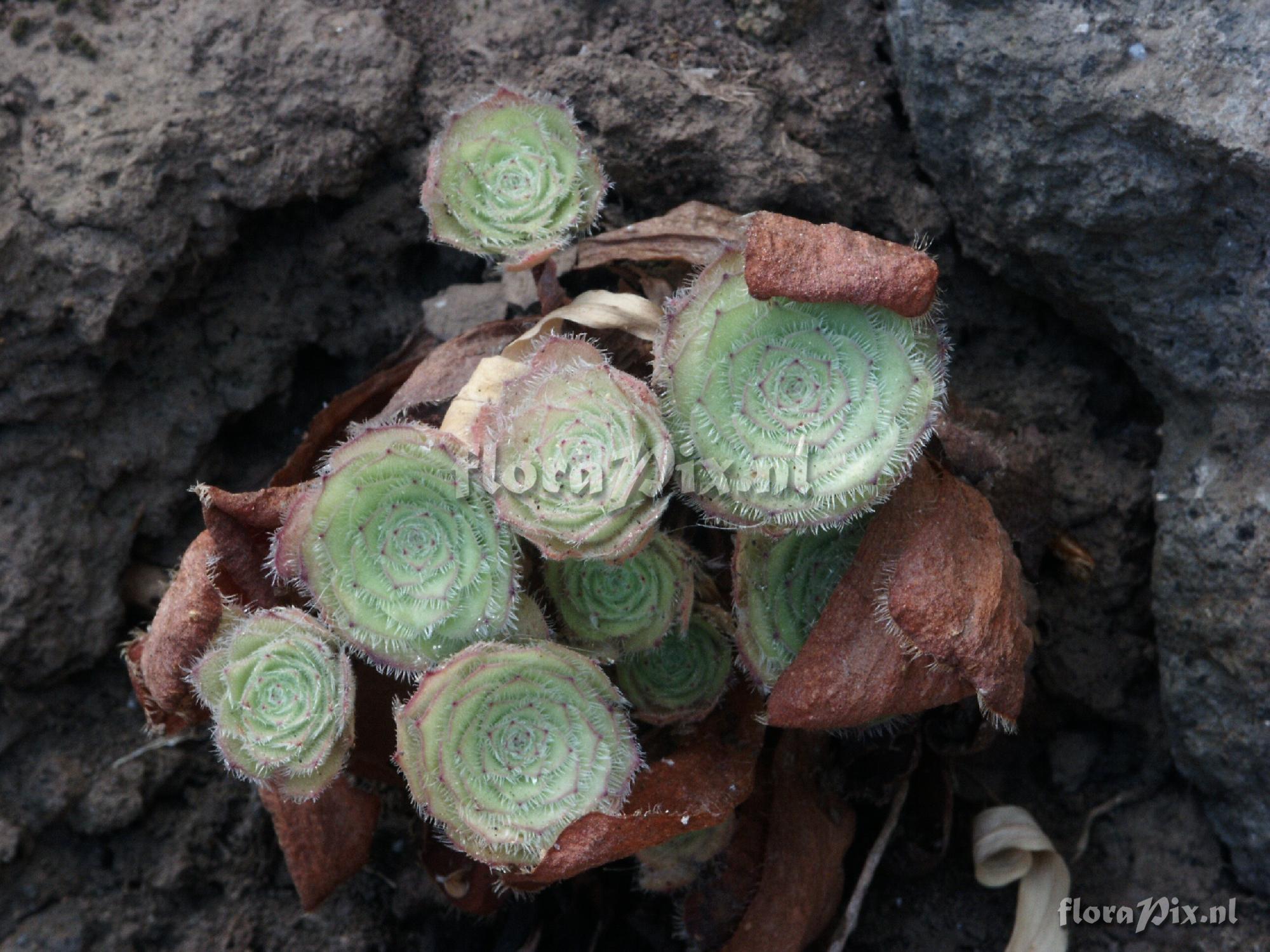 Aeonium sp.