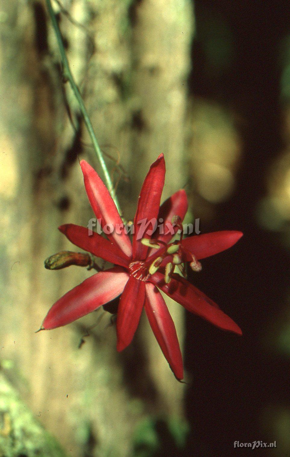 Passiflora glandulosa