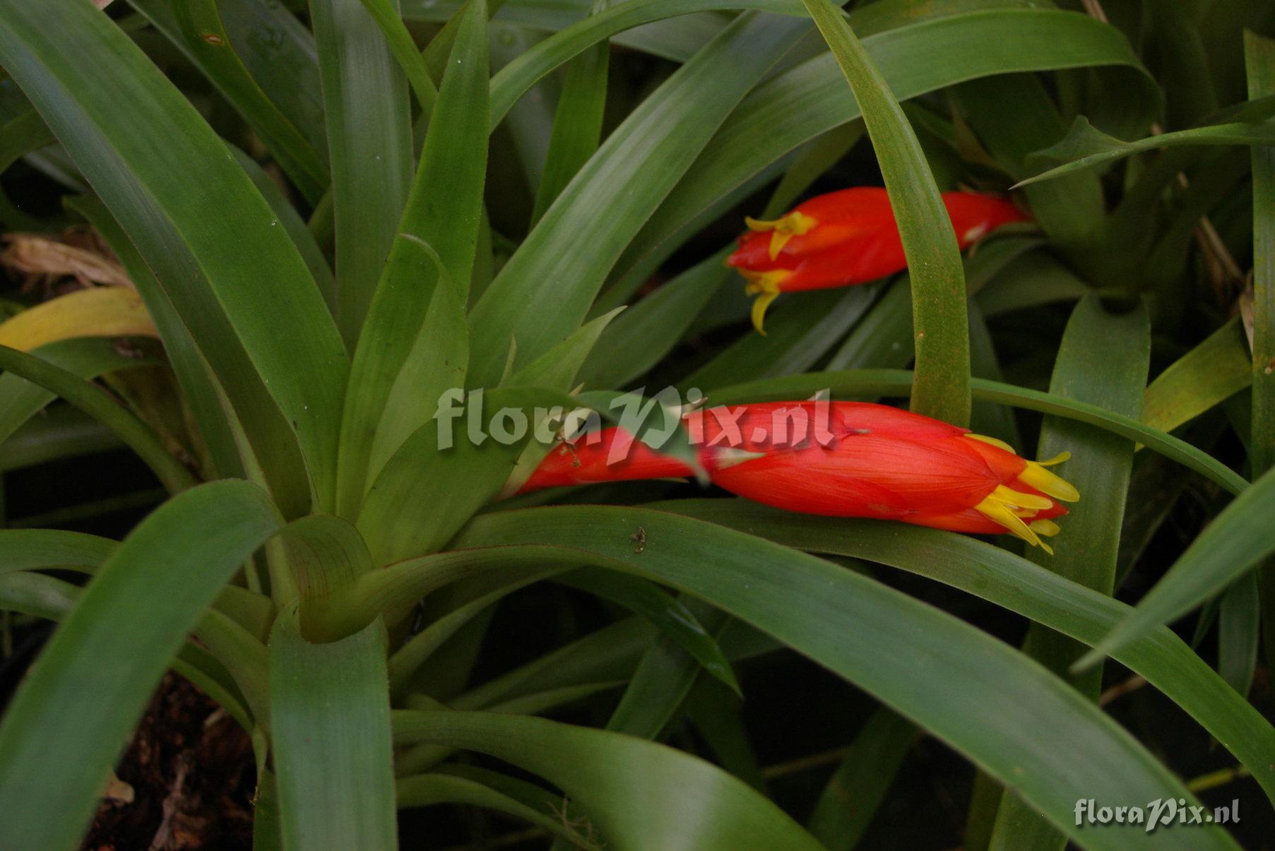 Guzmania nicaraguensis