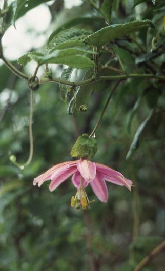 Passiflora pilosicorona