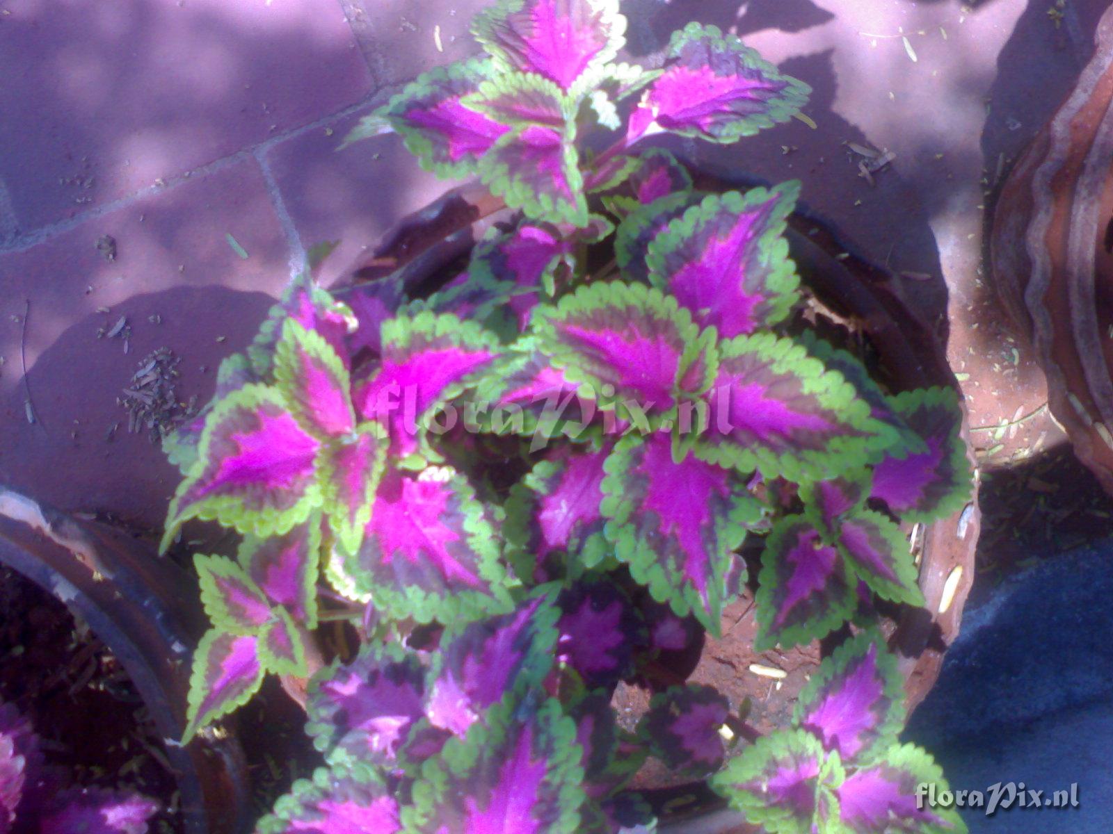 Coleus 