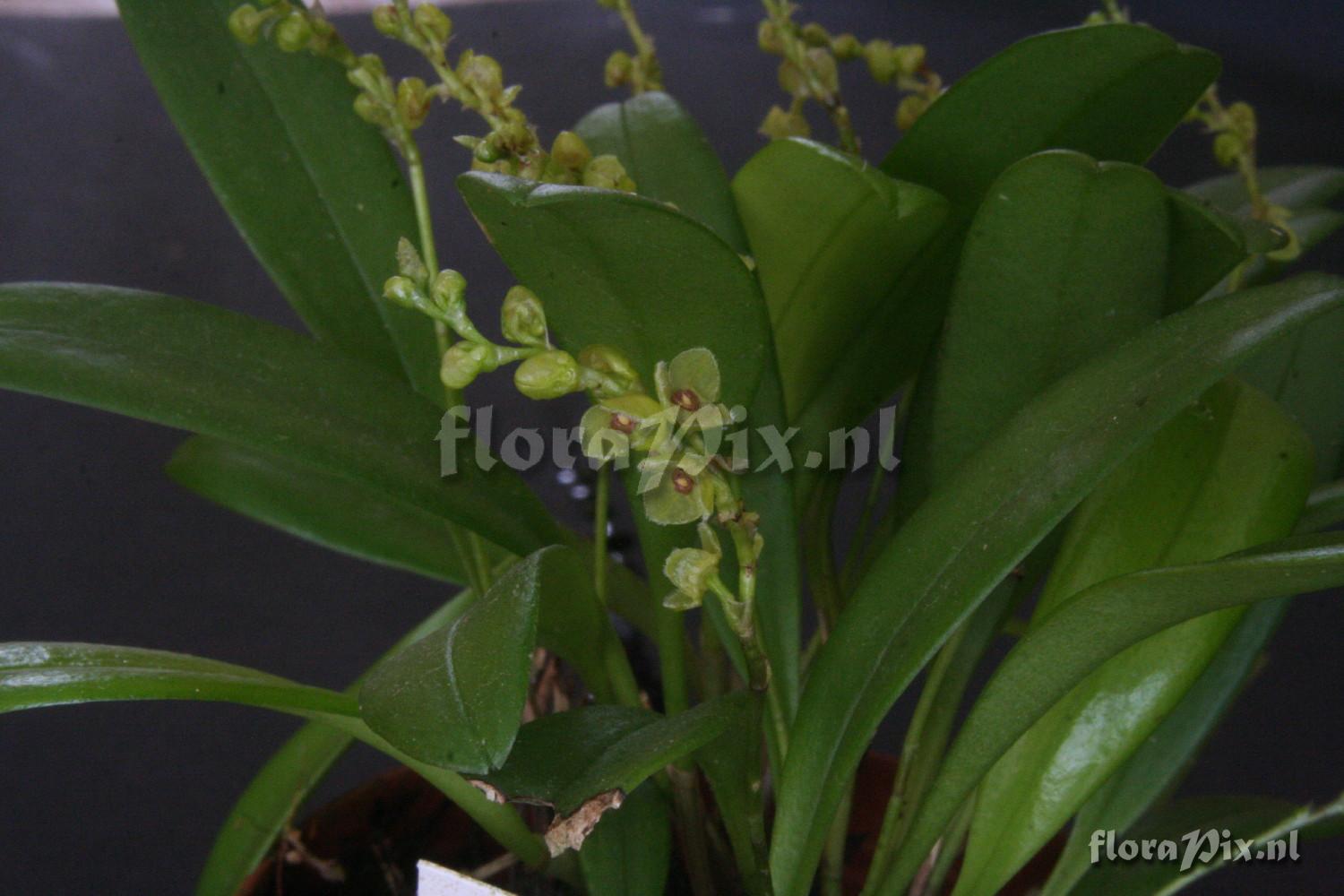 Stelis argentata