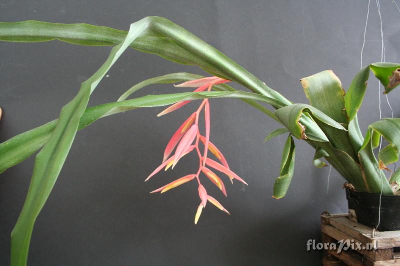 Billbergia iridifolia