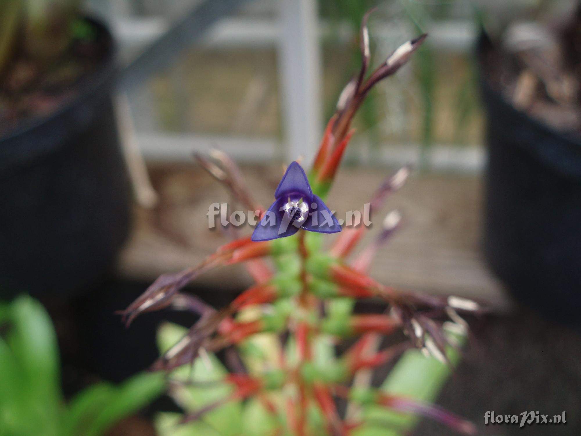 Aechmea azurea