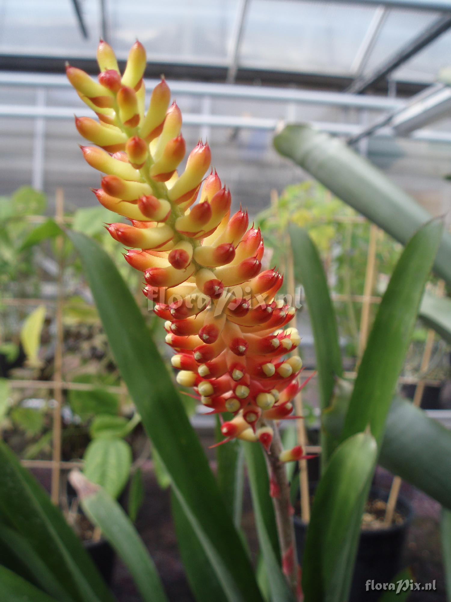 Aechmea comata Var. comata