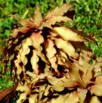 Cryptanthus sp.  Bromeliaceae
