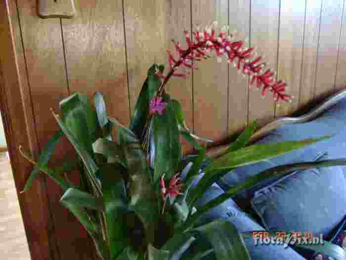 Aechmea gameosepla 