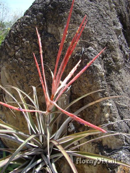 Tillandsia subteres ?