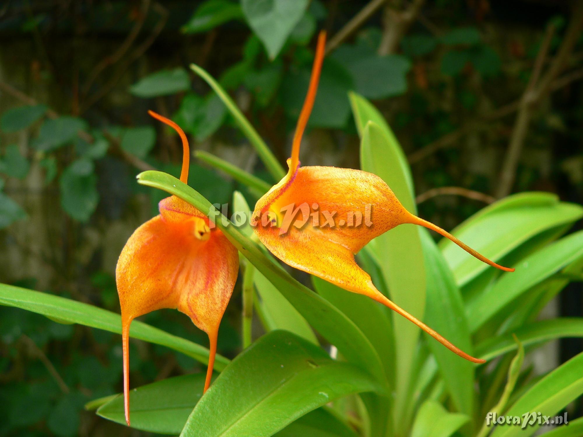 Masdevallia cultivar