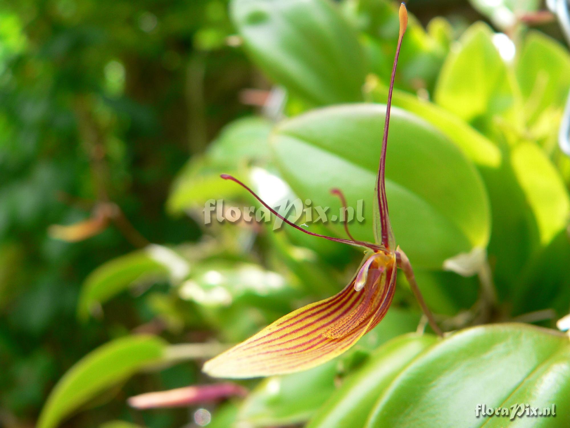 Restrepia antennifera