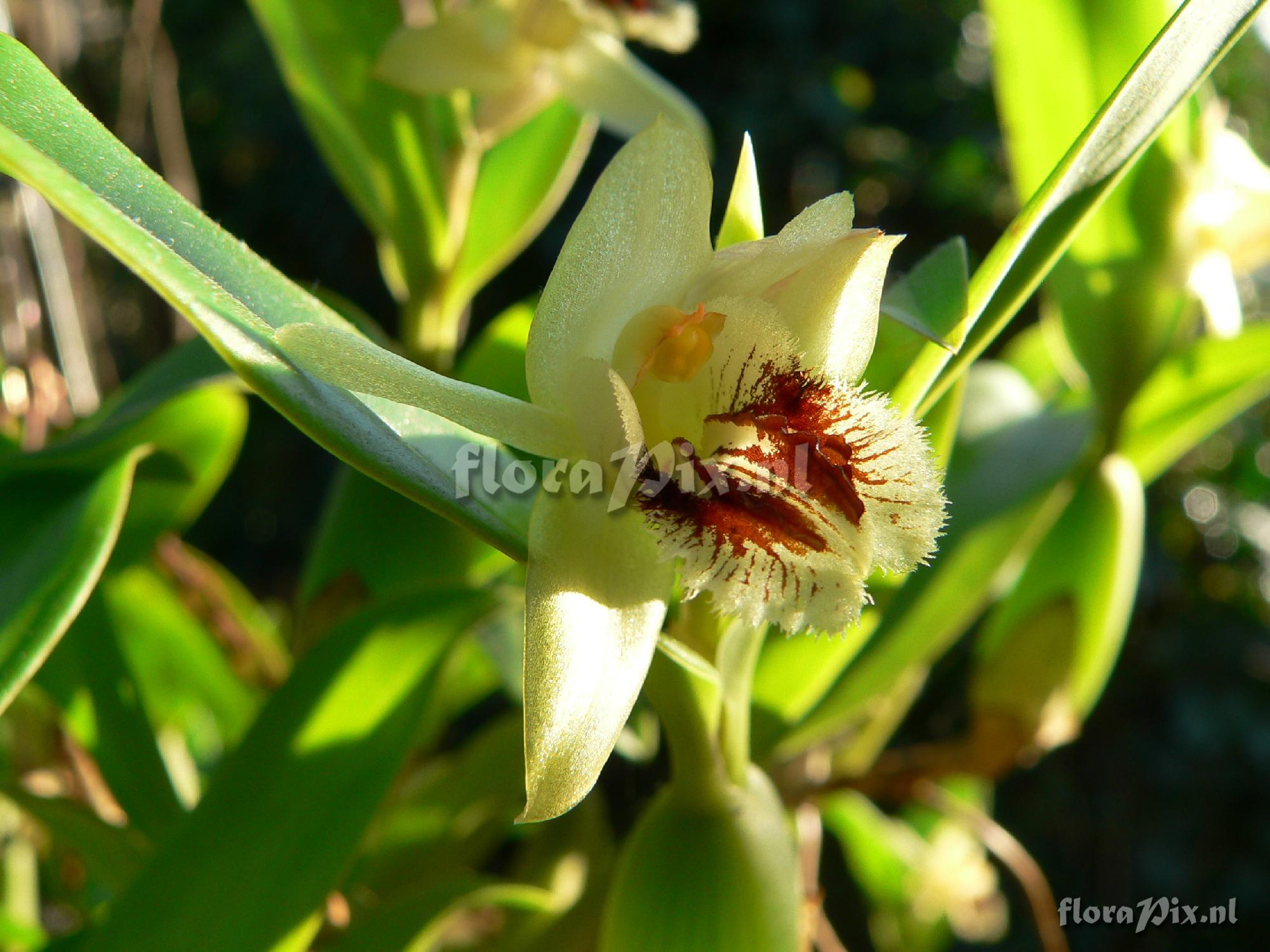 Coelogyne fimbriata