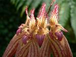 Bulbophyllum Elizabeth Ann 