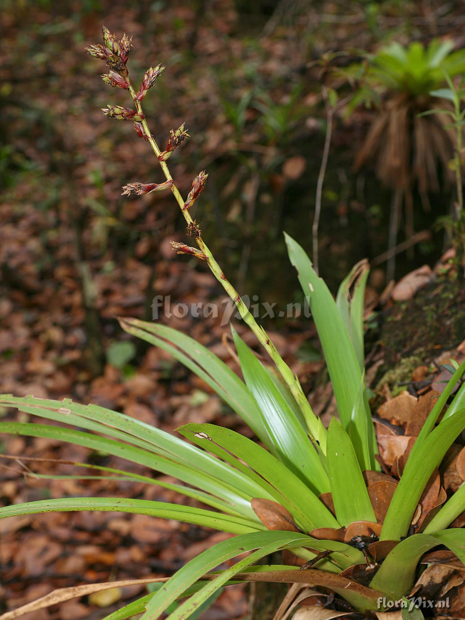 Guzmania altsonii