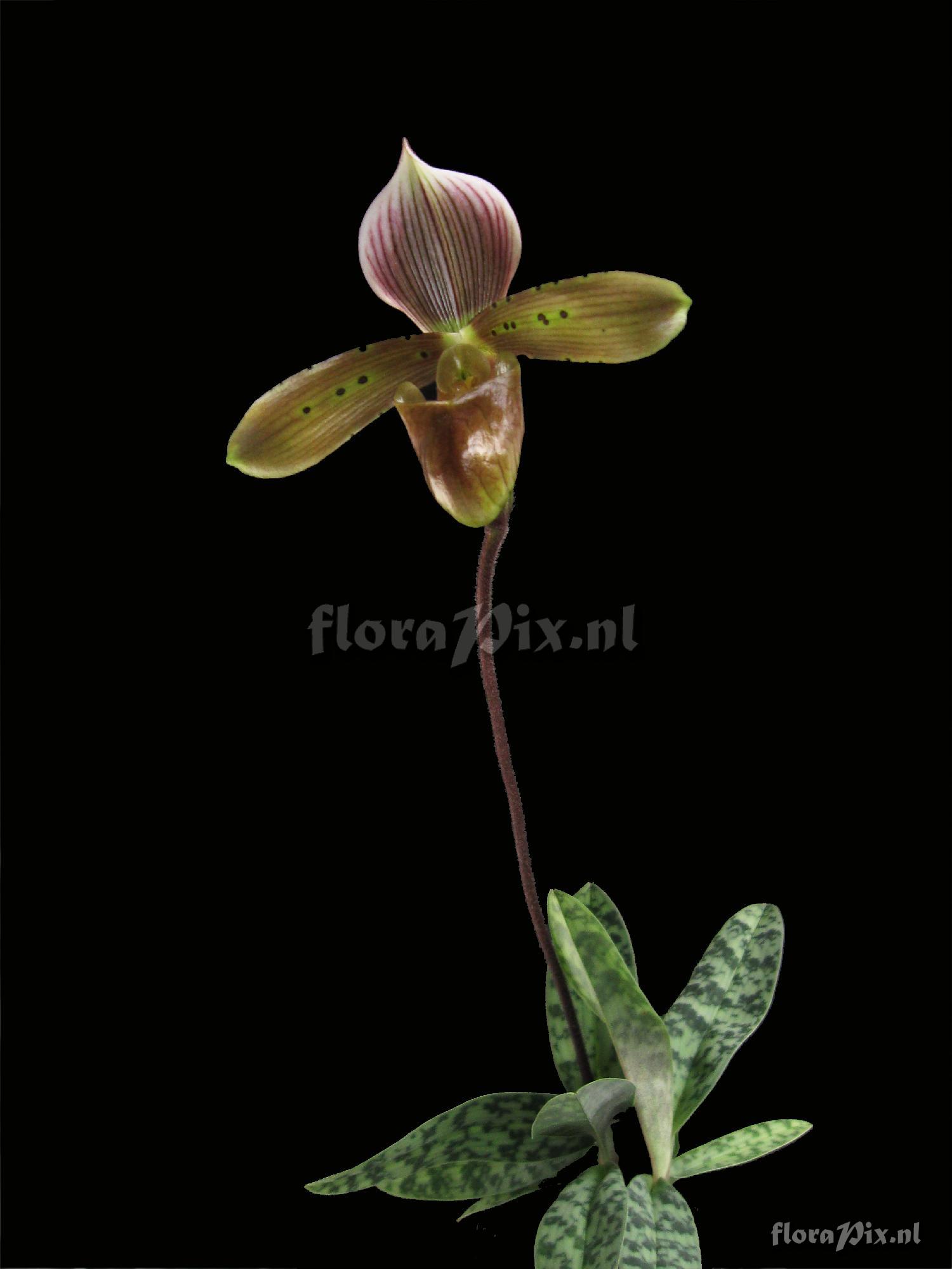 Paphiopedilum tonsum (Reichenbach fil.) Stein 