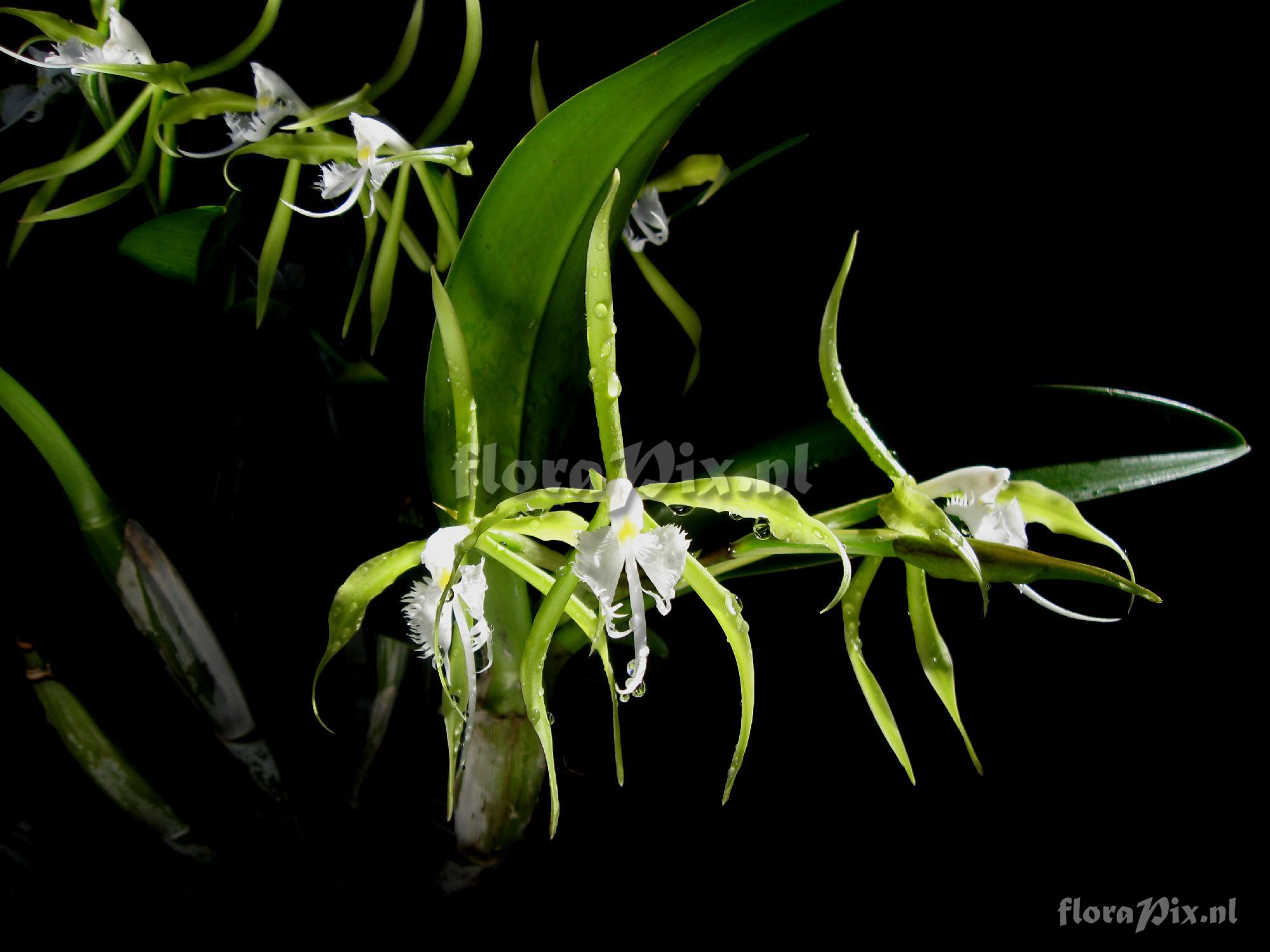 Epidendrum ciliare L.