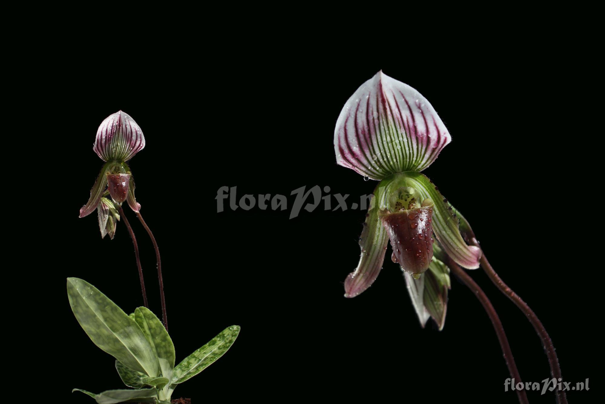 Paphiopedilum callosum (Rchb. f.) Pfitzer 1895 