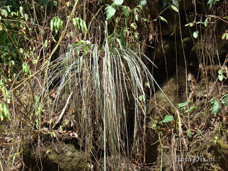 Pitcairnia sp