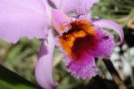 Cattleya percivalliana