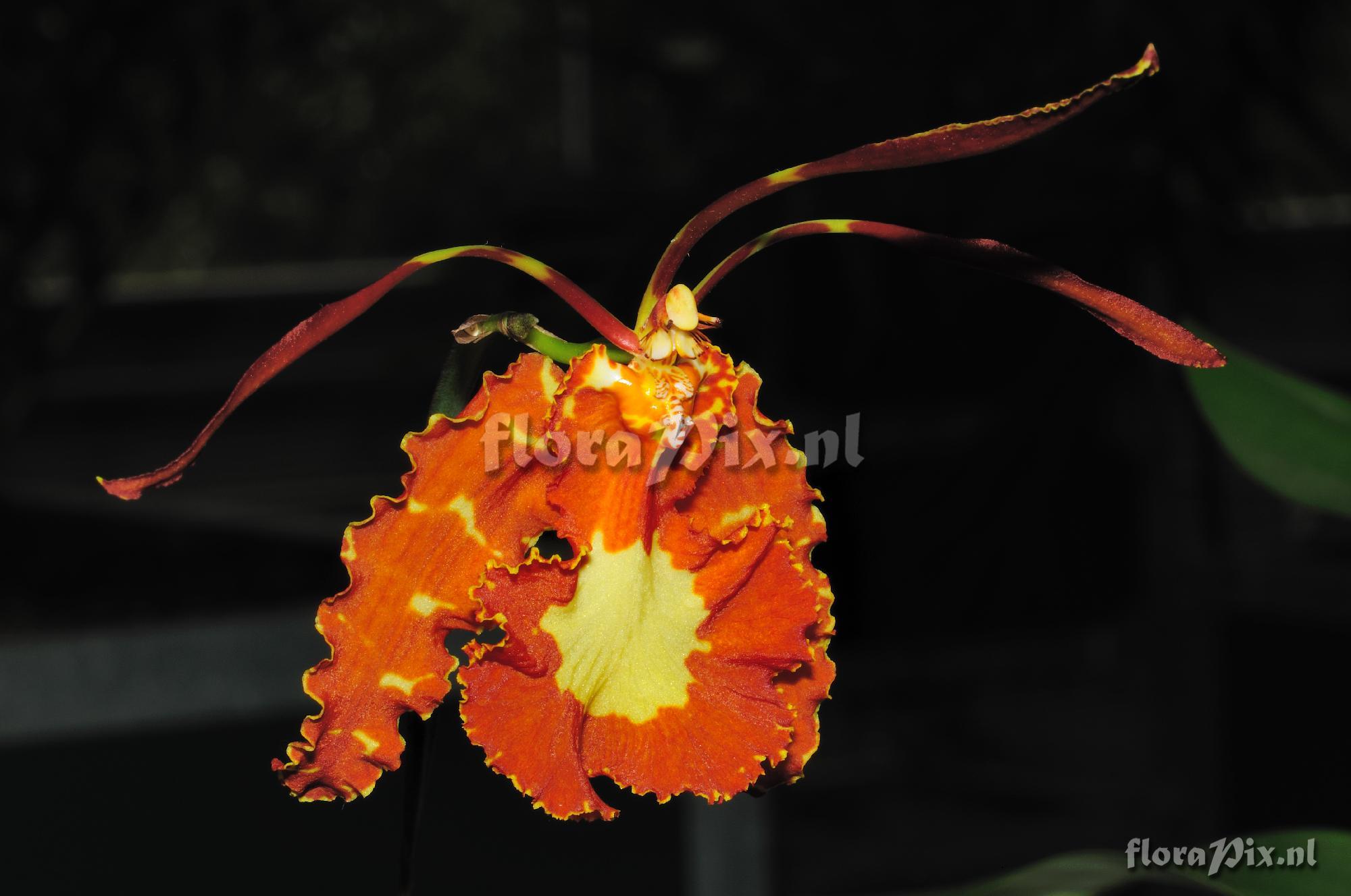 Psychopsis