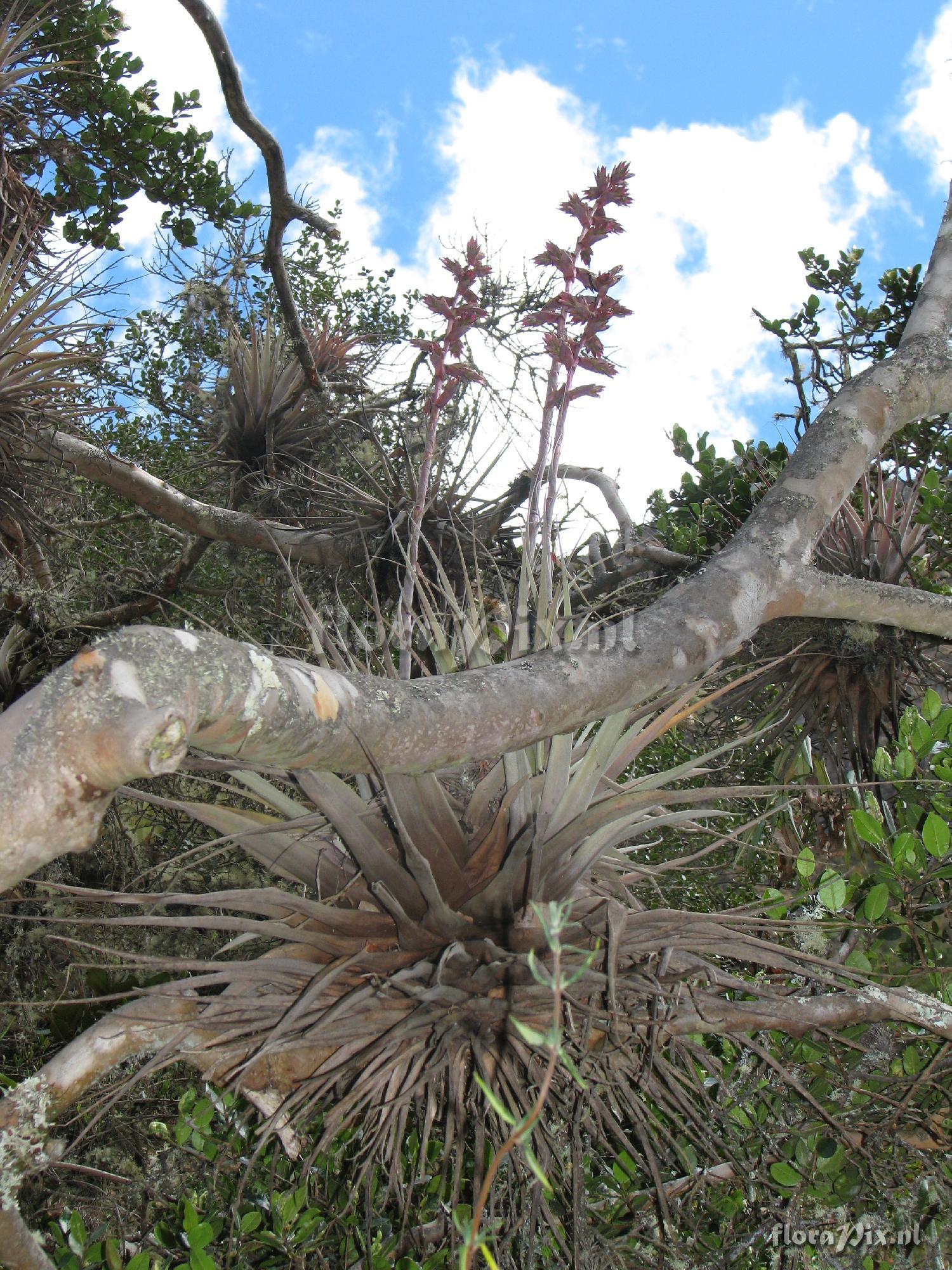 Tillandsia oroyensis