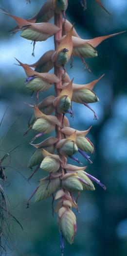 Tillandsia eizii L.B. Smith