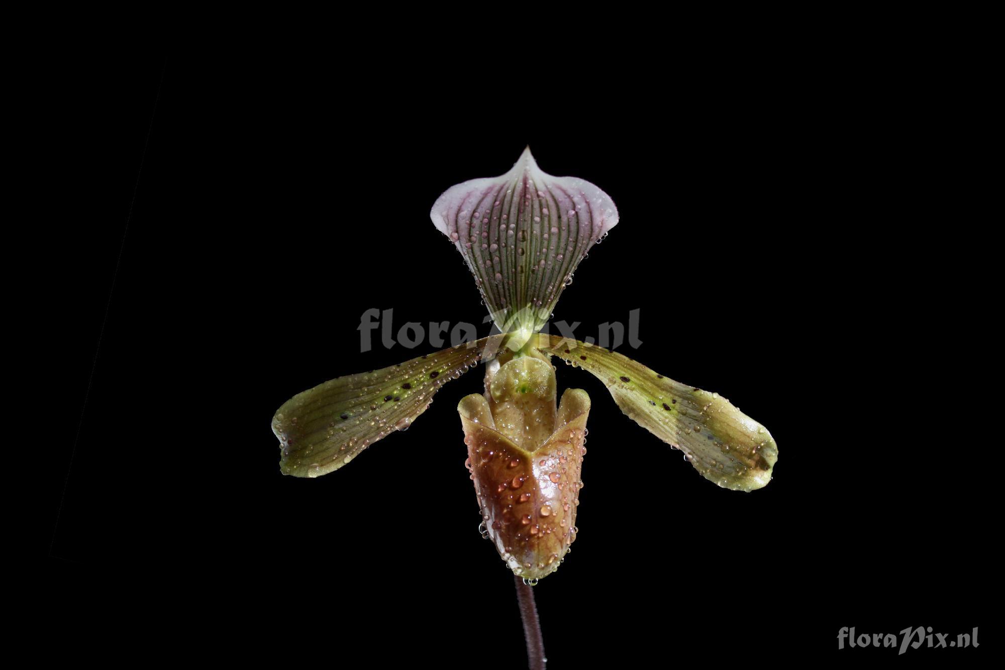 Paphiopedilum tonsum (Rchb. f.) Pfitzer 1895