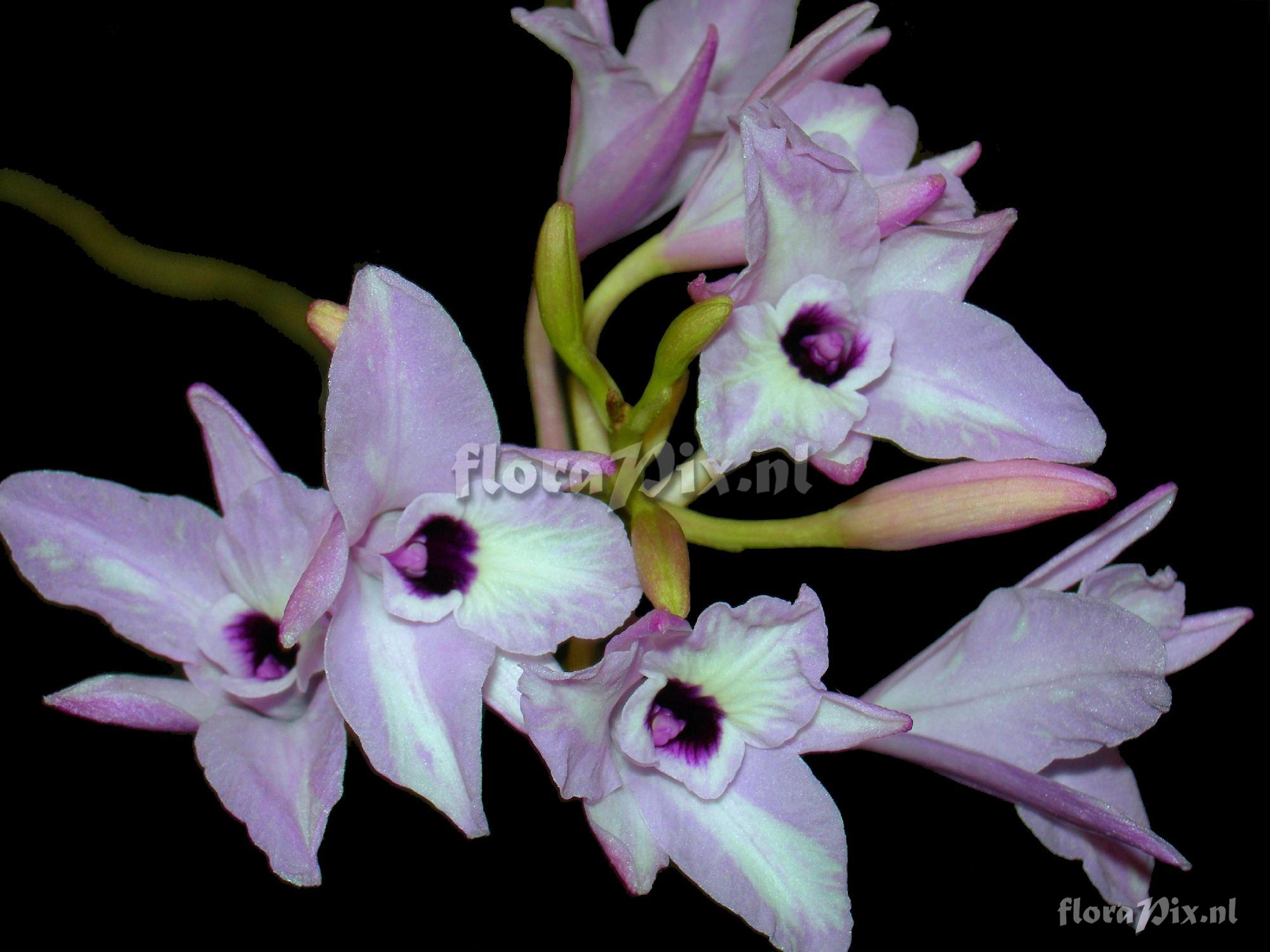 Laelia rubescens Lindley 1840