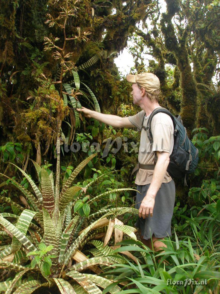 Guzmania vonbismarckii