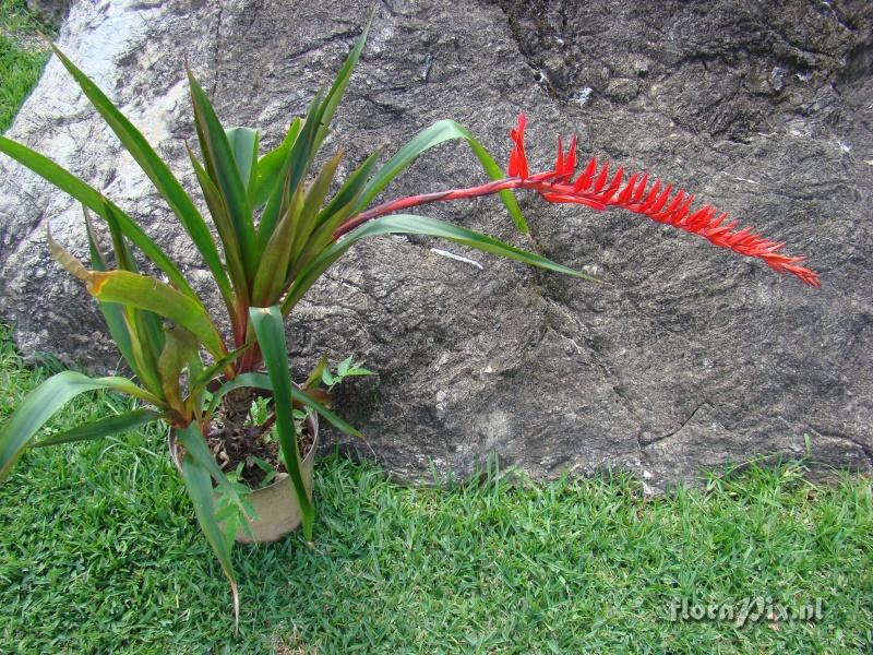 Pitcairnia sp