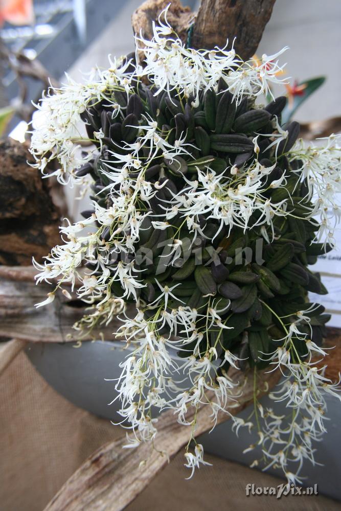 Dendrobium linguiforme