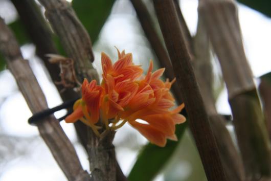 Dendrobium usitae